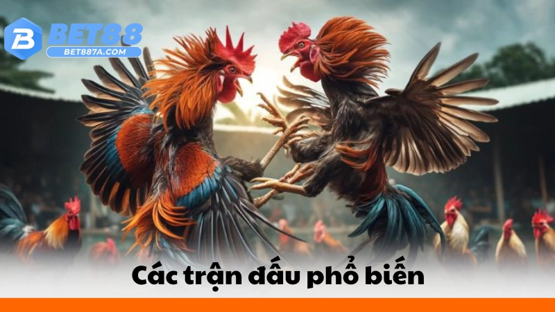 Các trận đấu phổ biến