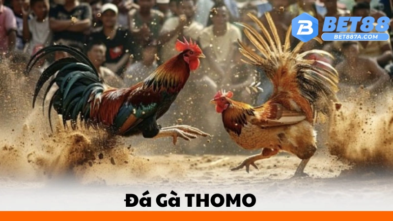 Đá gà thomo